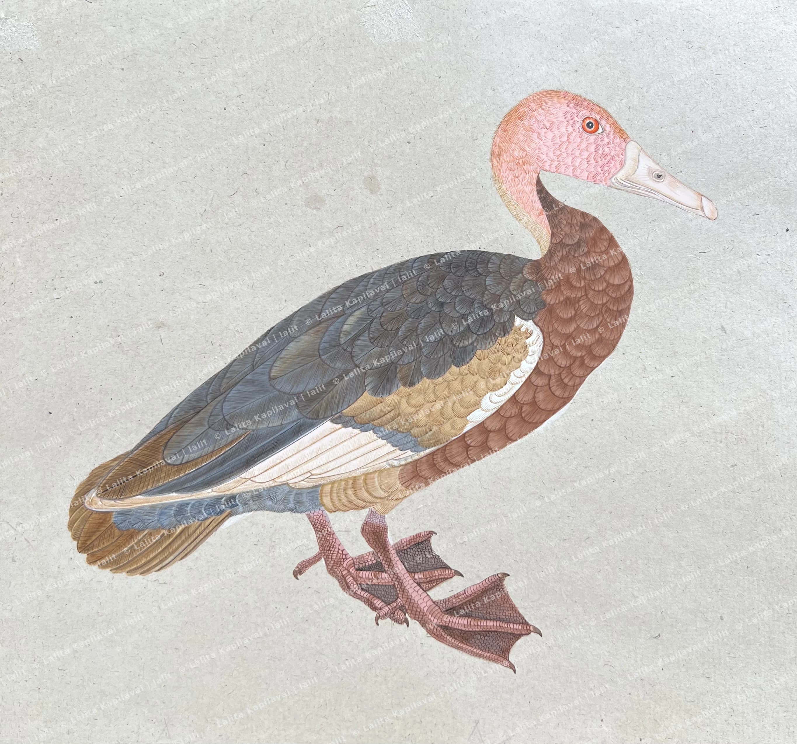 Big Duck with Grey and Brown feather