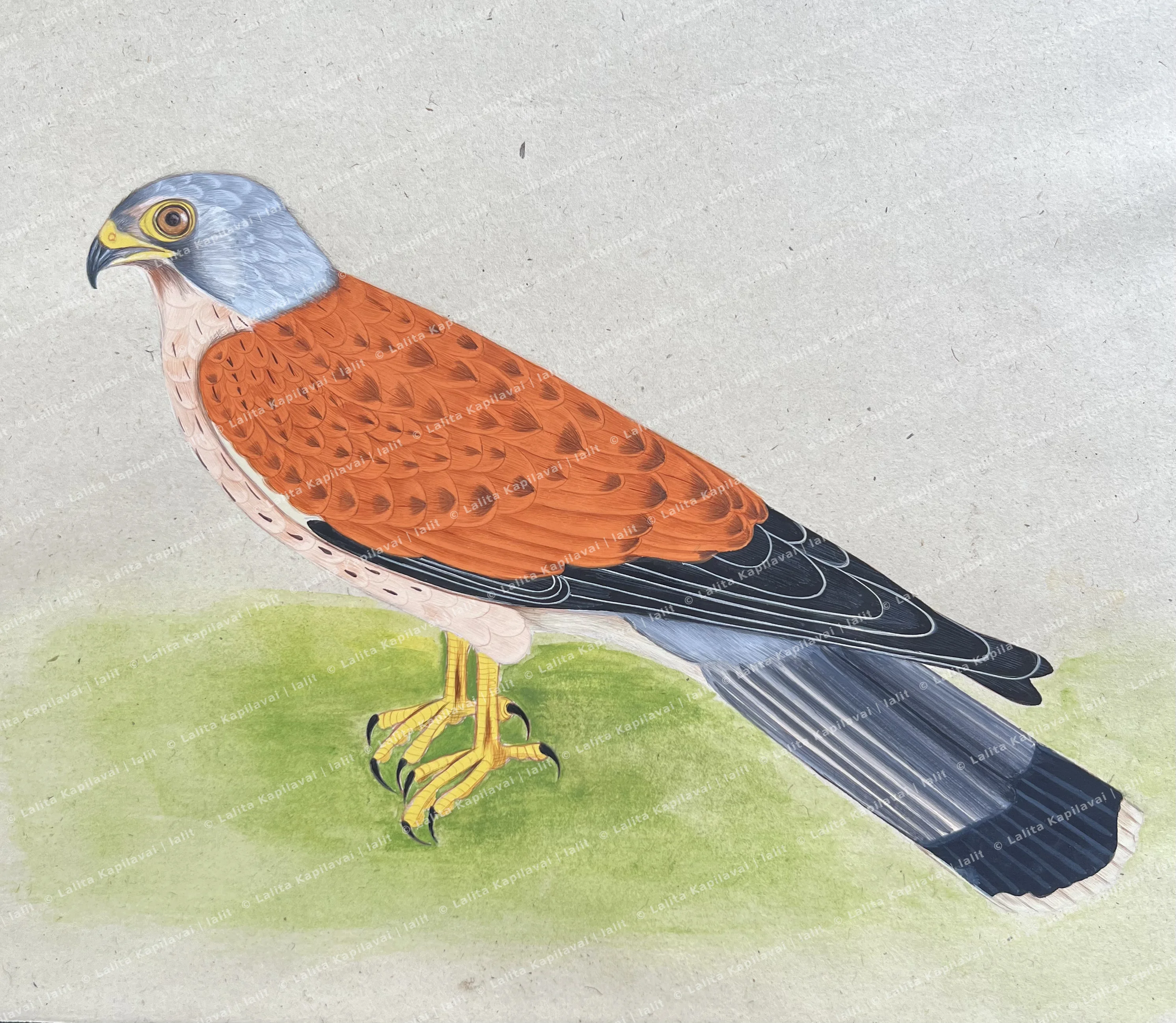 Big Bird with Red wings and black tail